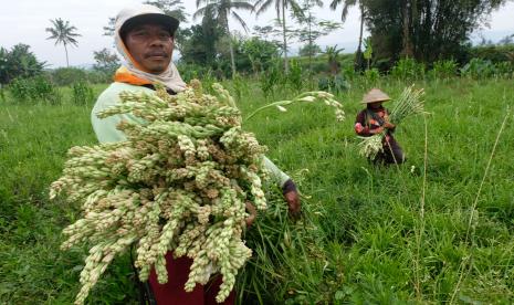 Petani memanen bunga Sedap Malam (Polianthes tuberosa) di persawahan desa Kartoharjo, Grabag, Magelang, Jawa Tengah, Ahad (20/2/2022). Selain biasa digunakan sebagai bahan baku pembuatan parfum Bunga Sedap Malam juga digunakan sebagai hiasan sekaligus pengharum ruangan yang dipasarkan ke berbagai kota seperti Jakarta, Surabaya, dan Yogyakarta dengan harga berkisar Rp3.000 - Rp7.000 per tangkai.