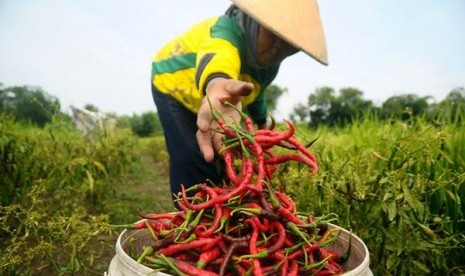 Petani memanen cabai