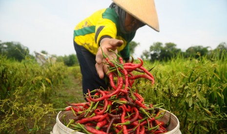 Petani memanen cabai di persawahan Desa Terkesi, Grobogan, Jawa Tengah, Senin (14/1/2019). 