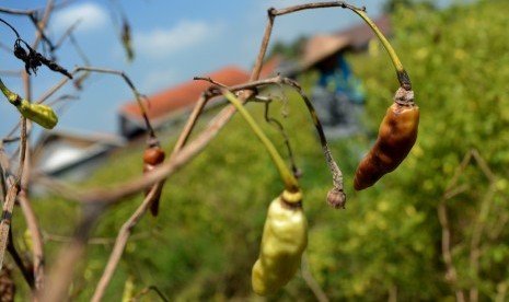 Cabe Terserang Penyakit: Petani memanen cabai di Sumobito, Jombang, Jawa Timur, Selasa (26/2/2019). 