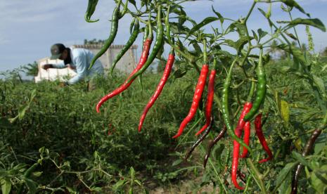 Petani memanen cabai merah keriting (ilustrasi). Startup teknologi agrikultur (agritech) CROWDE bersama Badan Usaha Milik Desa (BUMDes) dan Kamar Dagang dan Industri (Kadin) Jawa Barat sukses membimbing dan mendampingi para petani cabai di Desa Karangnunggal, Tasikmalaya hingga meraih panen raya 6 Juli yang lalu.