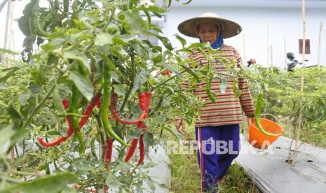 Petani memanen cabai merah besar (ilustrasi). Kepala bank Indonesia (BI) Sulawesi Utara (Sulut) Arbonas Hutabarat mengatakan Fenomena La Nina terpantau menguat di semester kedua 2022 sehingga masih menjadi salah satu penyebab produk hortikultura di sejumlah sentra daerah produksi mengalami gagal panen.