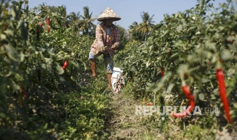 Petani memanen cabai merah di area persawahan Kretek, Bantul, DI Yogyakarta, Selasa (23/7). Dinas Perindustrian dan Perdagangan Daerah Istimewa Yogyakarta menyebutkan harga cabai di sejumlah pasar tradisional di Yogyakarta beranjak mengalami penurunan.