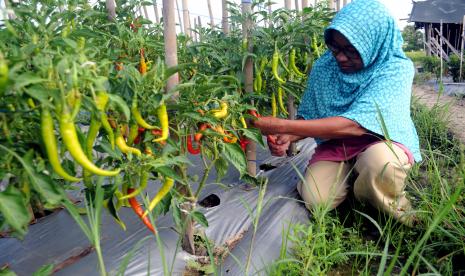 PT Pupuk Kujang memberikan pendampingan dan pemanfaatan pupuk NPK bagi petani cabai di Kecamatan Banyuresmi, Kabupaten Garut, Jawa Barat. (ilustrasi).