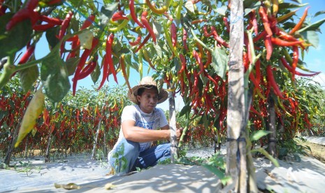 Petani memanen cabai merah di Desa Kertagenah Tengah, Kadur, Pamekasan, Jawa Timur, Selasa (6/11/2018).