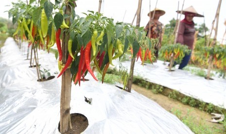 Urban Farming (ilustrasi)