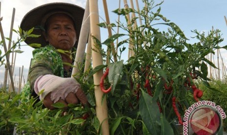 Petani memanen cabai merah keriting