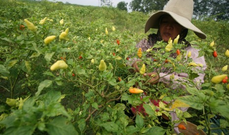 Petani memanen cabai rawit di area persawahan.