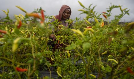 Petani memanen cabai rawit di Desa Porame, Sigi, Sulawesi Tengah, Senin (20/12/2021). Harga cabai rawit mengalami kenaikan dari Rp20 ribu menjadi Rp85 ribu hingga Rp100 ribu per kilogram yang disebabkan terjadinya gagal panen di sejumlah daerah penghasil cabai serta meningkatnya permintaan menjelang Natal dan Tahun Baru 2022. 