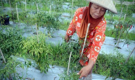 Petani memanen cabe di perkebunan kawasan Rembang, Jawa Tengah, Senin (28/11). 