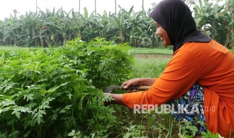 Petani memanen daun kenikir.