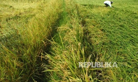 Petani memanen dini padi yang rusak di Dusun Sukaraja, Ciamis, Jawa Barat, Selasa (15/3).