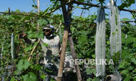 Petani memanen gambas di Desa Sidomulyo, Wonoasri, Kabupaten Madiun, Jawa Timur, Sabtu (18/9/2021). Menurut petani, harga sayur gambas turun dari musim panen sebelumnya yaitu Rp5 ribu menjadi Rp3 ribu per kilogram di tingkat petani akibat melimpahnya hasil panen.