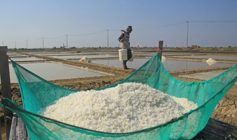 Petani memanen garam di Losarang Indramayu, Jawa Barat, Kamis (1/8/2019).