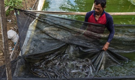 Petani memanen ikan lele di kolam budi daya yang dikelilingi tanaman tomat menggunakan sistem pertanian akuaponik di Desa Waru, Mranggen, Demak, Jawa Tengah, Sabtu (10/11/2018).