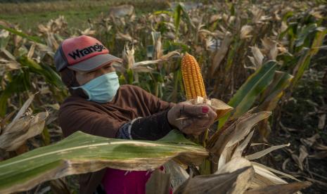 Petani memanen jagung di Desa Kaleke, Sigi, Sulawesi Tengah, Rabu (11/5/2022). Menteri Koordinator (Menko) Bidang Perekonomian Airlangga Hartarto membuka peluang alokasi Kredit Usaha Rakyat (KUR) pertanian pada 2022 untuk ditingkatkan dari sebesar Rp 90 triliun.