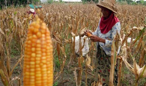 Petani memanen jagung. (ilustrasi)