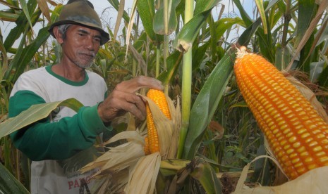 Petani memanen jagung di Kendal, Jawa Tengah, Jumat (14/10).