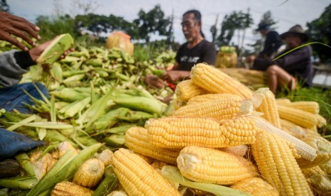 Petani memanen jagung di Panyileukan, Bandung, Jawa Barat, Jumat (28/12/2018). 