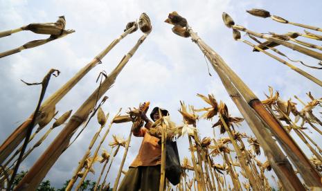 Petrokimia Gresik, perusahaan Solusi Agroindustri anggota holding Pupuk Indonesia mencanangkan program Agro Solution yang ditandai dengan tanam perdana jagung. (ilustrasi).