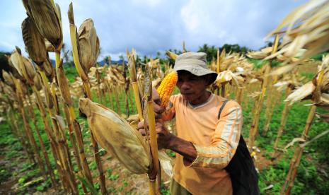 Petani memanen jagung 