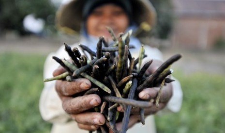 Petani memanen kacang hijau 