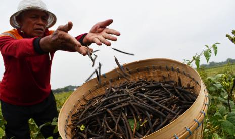 Petani memanen kacang hijau di Dimong, Kabupaten Madiun, Jawa Timur, Rabu (21/9/2022). Kacang hijau hasil panen tersebut selanjutnya dijual Rp14.600 per kilogram kepada tengkulak. 