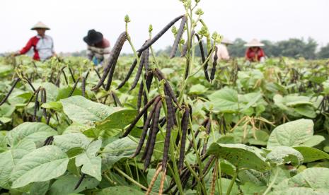 Petani memanen kacang hijau di persawahan kawasan Wonoayu, Sidoarjo, Jawa Timur, Senin (4/10/2021). Harga kacang hijau di tingkat petani setempat mengalami kenaikan dalam beberapa hari terakhir dari awal Rp14.000 naik menjadi Rp17.000 per kilogram.