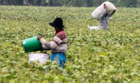 Petani memanen kacang hijau di persawahan kawasan Wonoayu, Sidoarjo, Jawa Timur, Senin (4/10/2021). Bank Indonesia (BI) mendorong pengembangan ekonomi syariah melalui pertanian terintegrasi yang end to end atau dari hulu ke hilir. 