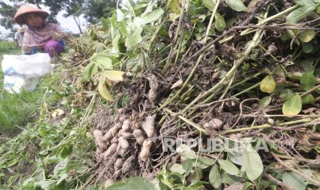 Petani memanen kacang tanah di area persawahan Desa Paron, Kediri, Jawa Timur, (ilustrasi). Mentan SYL mengatakan pengembangan budidaya kacang tanah harus diwujudkan dengan konsep pertanian yang terintegrasi sehingga tidak hanya memproduksi kacang tanah namun juga mendorong peningkatan produksi komoditas lainnya.