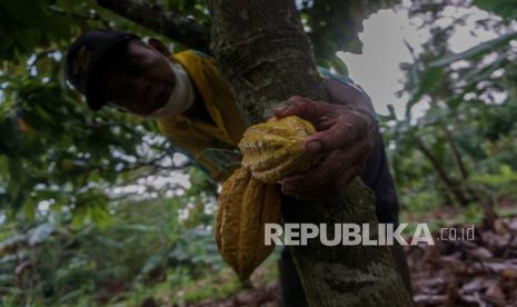 Petani memanen kakao di kebun miliknya (ilustrasi). Petani kakao di wilayah Kabupaten Luwu Timur, Sulawesi Selatan, menginginkan harga kakao semakin membaik seiring dengan pemulihan ekonomi nasional.