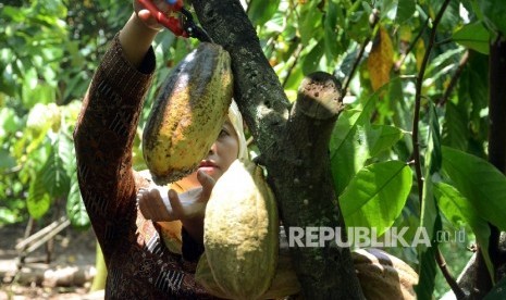  Petani memanen kakao di perkebunan Gambiran, Bunder, Patuk, Gunung Kidul, Yogyakarta, Sabtu (1/10).