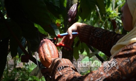 Petani memanen kakao. ilustrasi