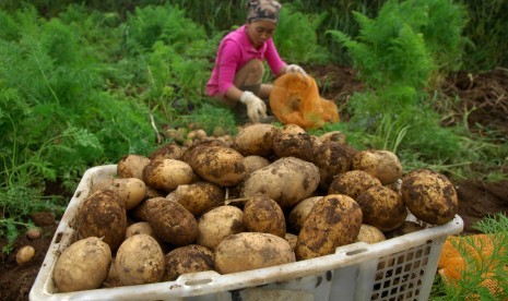 Petani memanen kentang di areal perladangan kawasan dataran tinggi Dieng.