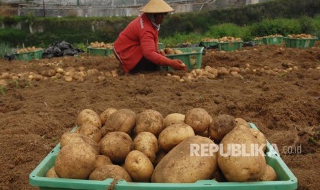 Petani memanen kentang di perladangan kawasan dataran tinggi Dieng, Kepakisan, Batur, Banjarnegara, Jawa Tengah, Rabu (31/10/2018).