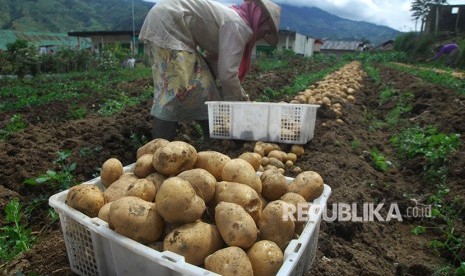 Petani memanen kentang (Ilustrasi).