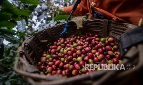 Petani memanen kopi arabika di Desa Mekarmanik, Kabupaten Bandung, Jawa Barat, Kamis (20/6/2019). (Antara/Raisan Al Farisi)