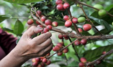 Petani memanen kopi liberika (ilustrasi).