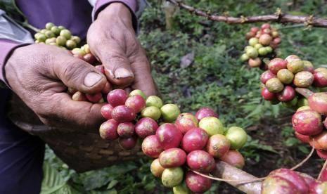 Kopi Indonesia Curi Perhatian di Pameran Coffex Istanbul. Petani memanen kopi Robusta di perladangan Desa Mentisari, Candiroto, Temanggung, Jateng, Senin (9/8/2021). Hasil panen kopi Robusta pada puncak musim panen Juli - Agustus tahun ini meningkat hingga dua kali lipat dibandingkan tahun sebelumnya dengan harga jual berkisar Rp5.000 - Rp6.500 per kilogram biji basah.