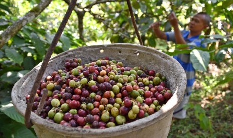 Petani memanen kopi robusta di salah satu perkebunan rakyat di Nyatnyono, Ungaran Barat, Kabupaten Semarang, Jawa Tengah, Selasa (24/7).