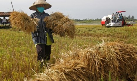 Petani memanen padi.