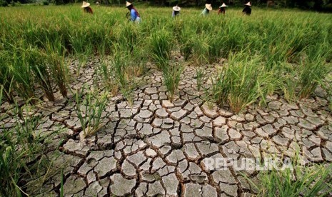 Sawah puso, ilustrasi