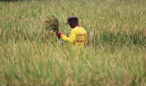 Petani memanen padi di areal sawah desa Pabean udik, Indramayu, Jawa Barat, Sabtu (20/3/2021). Memasuki pertengahan April 2022, areal persawahan di Kabupaten Indramayu mulai memasuki puncak panen raya untuk musim tanam rendeng 2021/2022. Hal itu membuat harga gabah di tingkat petani menurun.