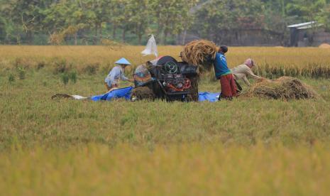 Petani memanen padi di areal sawah desa Pabean udik, Indramayu, Jawa Barat, Sabtu (20/3/2021). Para petani di Kabupaten Indramayu akan segera memasuki musim tanam gadu 2021. Stok pupuk di daerah itu saat ini dalam kondisi aman.