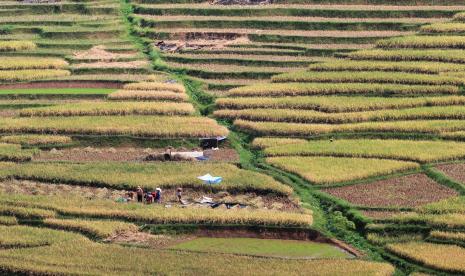 Petani memanen padi di areal sawah terasering desa Bantaragung, Sindangwangi, Majalengka, Jawa Barat, Sabtu (14/11/2020) (ilustrasi). Belasan ribu hektare sawah di Kabupaten Majalengka, Jawa Barat, melaksanakan panen pada Maret ini. Hal itu membuat kebutuhan gabah dan beras di daerah tersebut aman.