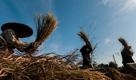 Petani memanen padi di Cikulur, Lebak, Banten, Sabtu (20/3/2021). Bank Indonesia mencatat pertumbuhan kredit UMKM dari enam sektor utama UMKM di sektor pertanian tumbuh positif sebesar 16,7 persen pada Desember 2020. 