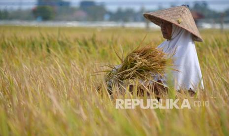 Petani memanen padi (ilustrasi)