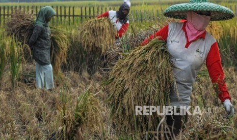 Petani memanen padi di Desa Tambakbaya, Lebak, Banten, Kamis (17/10). BPS mencatat, harga GKP di tingkat petani sepanjang bulan Oktober mengalami kenaikan 2,19 persen menjadi Rp 5.508 per kilogram (kg).