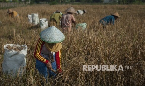 Petani memanen padi di Margoagung, Seyegan, Sleman, DI Yogyakarta (ilustrasi).