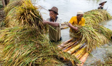 Petani memanen padi di persawahan yang terendam banjir (ilustrasi)